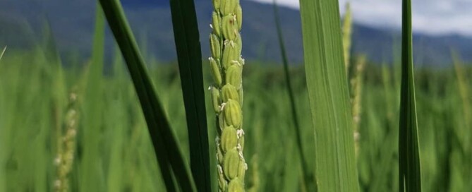 稻米吉野一號的稻穗