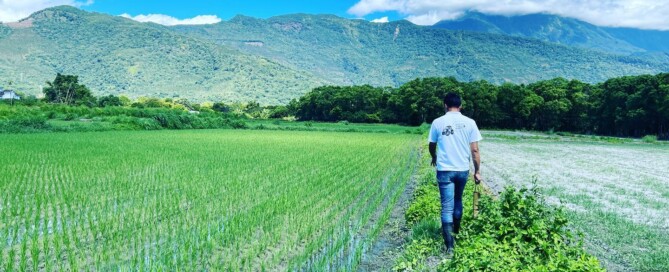 種植吉野一號的稻田