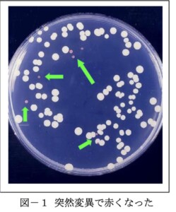 赤色酵母與酵母在培養皿的群落